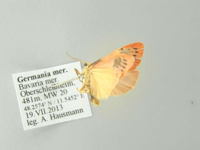 Image of rosy footman