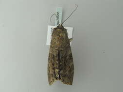 Image of red underwing