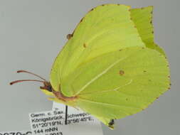 Imagem de Gonepteryx rhamni (Linnaeus 1758)