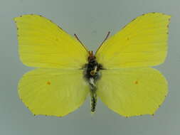 Image of brimstone