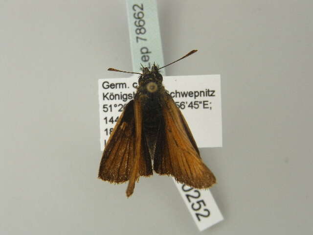 Image of small skipper