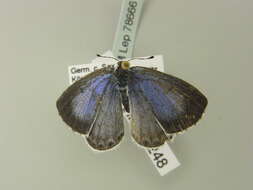 Image of holly blue