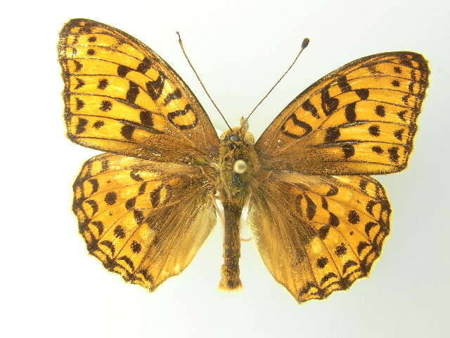 Image of High brown fritillary