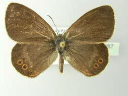 Image of scarce heath