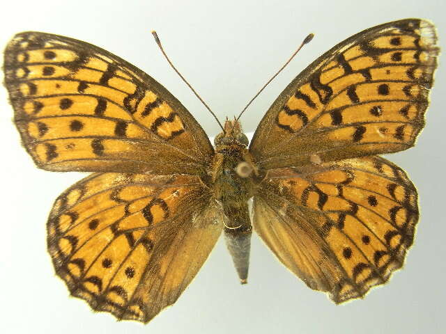 Sivun <i>Argynnis niobe</i> kuva