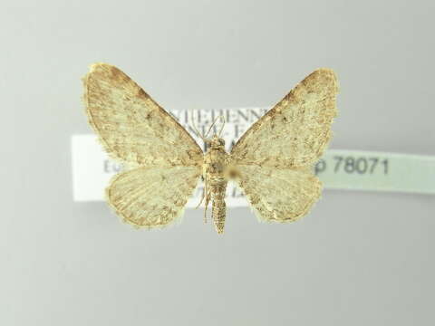 Image of Eupithecia pernotata Guenée 1857