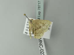 Scopula nigropunctata Hüfnagel 1767的圖片