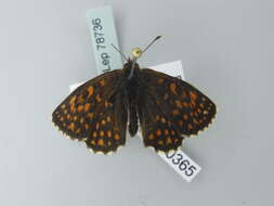 Image de Melitaea britomartis