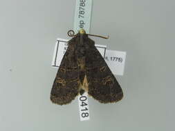 Image of hedge rustic