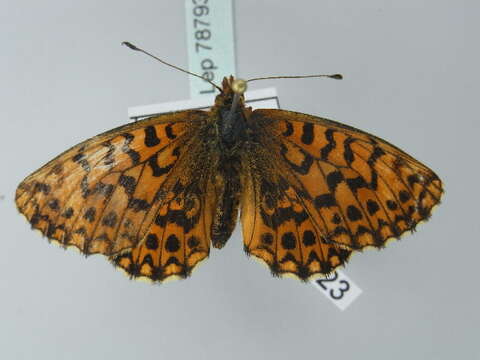 Image of Boloria dia