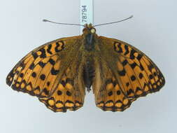 Image of High brown fritillary