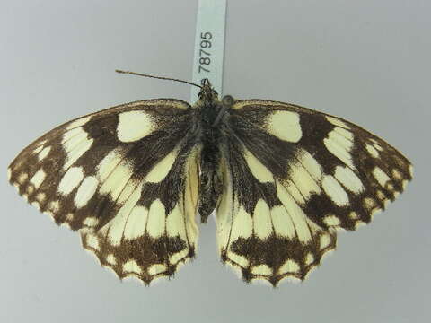 Image of marbled white