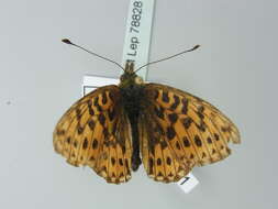 Image of <i>Boloria euphrosyne</i>