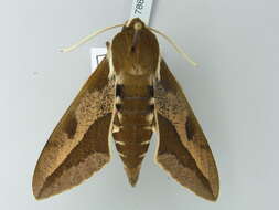 Image of Spurge Hawk Moth