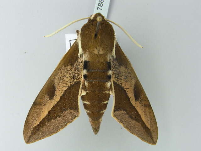 Image of Spurge Hawk Moth