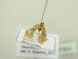 صورة Idaea inquinata Scopoli 1763