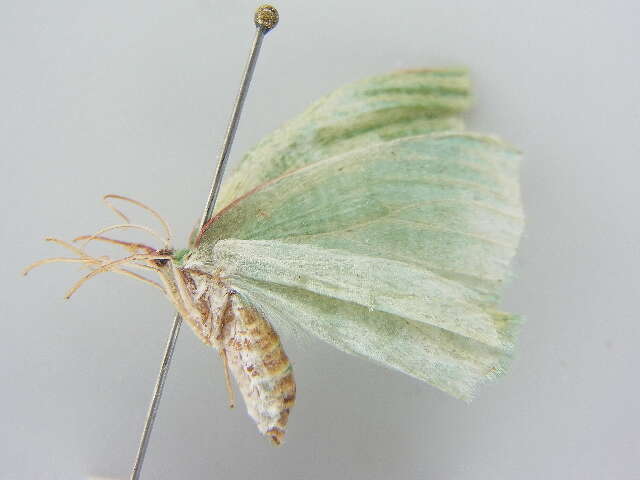 Image of Prasinocyma aetheraea Debauche 1937