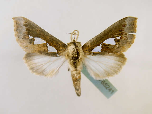 Image of Biota