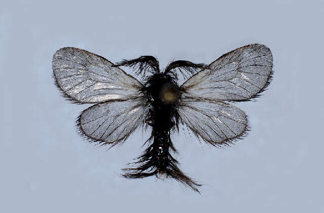 Image of Ptilocephala