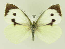 Image of cabbage butterfly