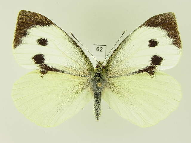 Image of cabbage butterfly