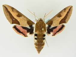 Image of Spurge Hawk Moth