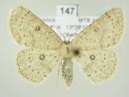 Image of birch mocha