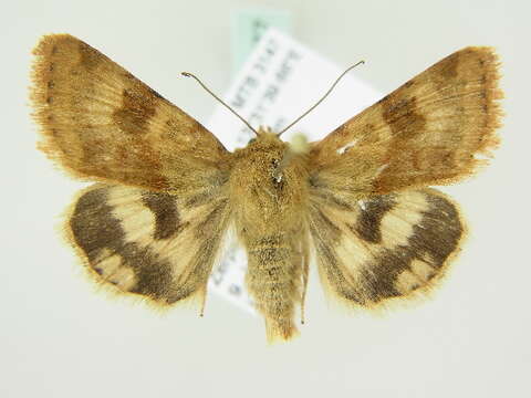 Image of <i>Heliothis viriplaca</i>