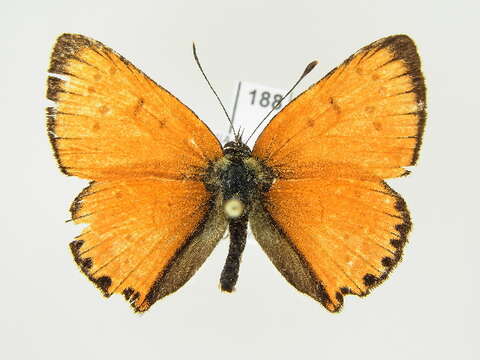 Image of <i>Lycaena virgaureae</i>