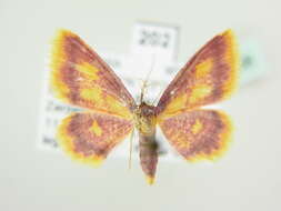 Image of purple-bordered gold