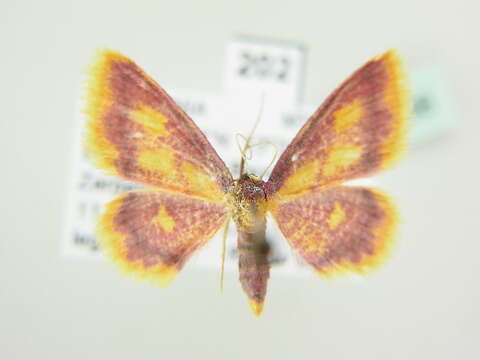 Image of purple-bordered gold