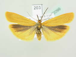 Image of Eilema lutarella Linnaeus 1758