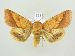 Image of bordered sallow