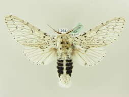 Image of Cerura erminea Esper 1784