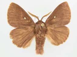 Image of grass eggar