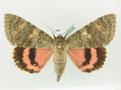 Image of french red underwing