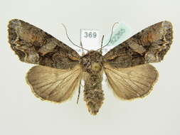 Image of Beautiful Brocade