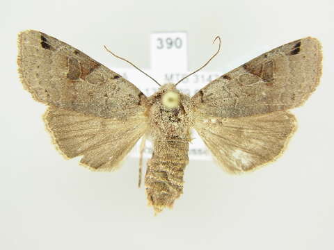 Agrochola litura Linnaeus 1761 resmi