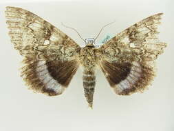 Image of clifden nonpareil