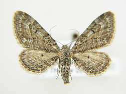 Image of narrow-winged pug