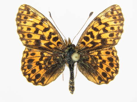 Image of Boloria dia