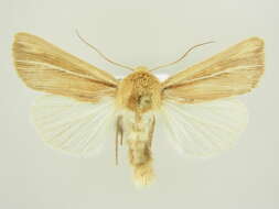 Image of Mythimna (Hyphilare) litoralis Curtis 1827