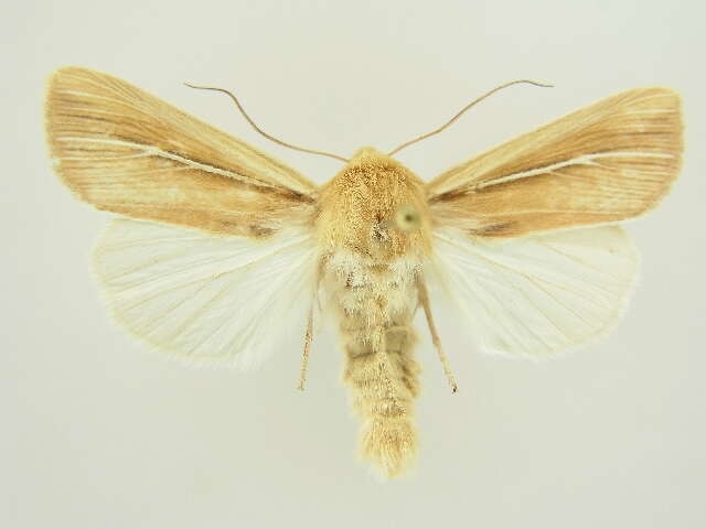 Image of Mythimna (Hyphilare) litoralis Curtis 1827