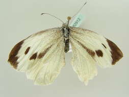 Image of cabbage butterfly