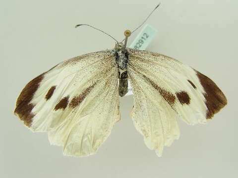 Image of cabbage butterfly