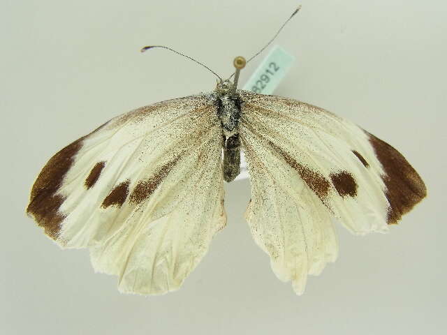 Image of cabbage butterfly