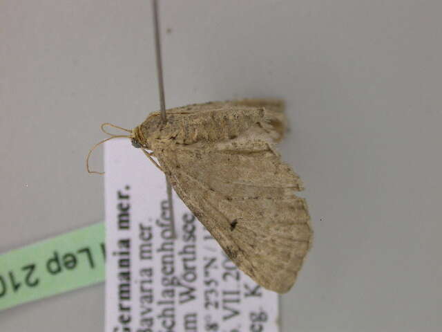 Image of Eupithecia veratraria Herrich-Schäffer