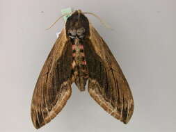 Image of privet hawk-moth