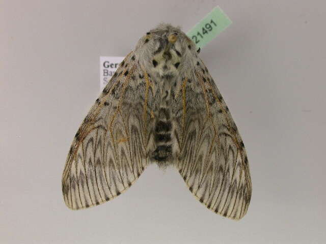 Image of Puss moth