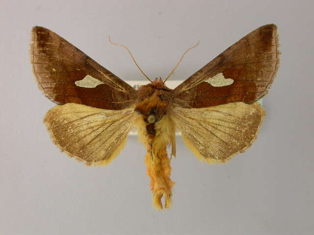 Autographa bractea Schiffermüller 1776 resmi